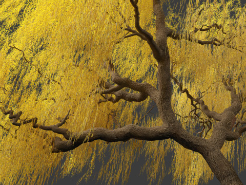 Salix babylonica - Weeping willow 17 Modello 3D
