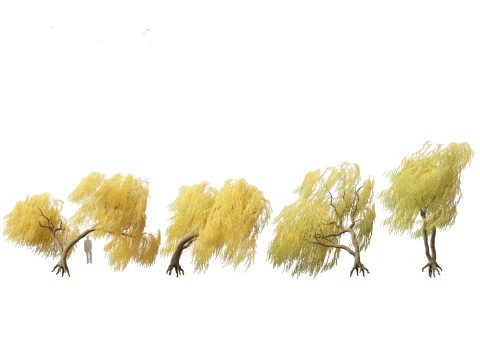 Salix babylonica - Salice piangente 18 Modello 3D