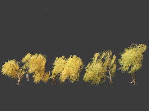 Salix babylonica - Weeping willow 18 3D Model