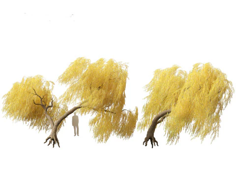 Salix babylonica - Weeping willow 18 3D Model