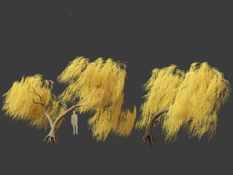 Salix babylonica - Weeping willow 18 3D Model