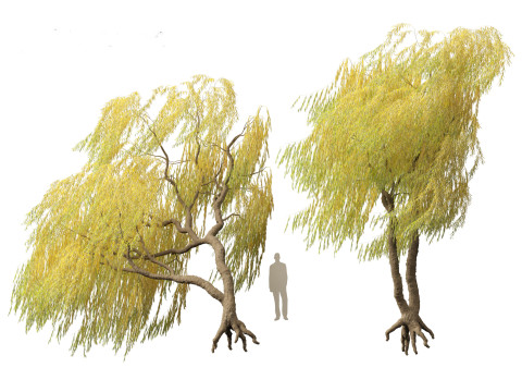 Salix babylonica - Weeping willow 18 3Dモデル