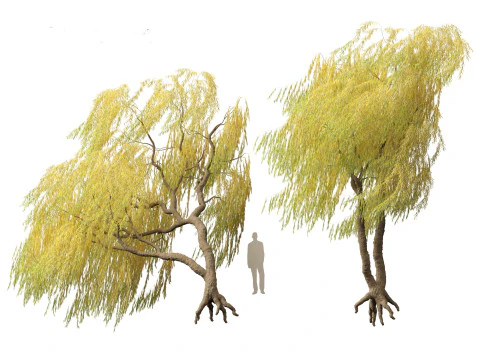 Salix babylonica - Weeping willow 18 3D Model