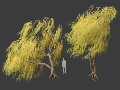 Salix babylonica - Weeping willow 18 3D Model