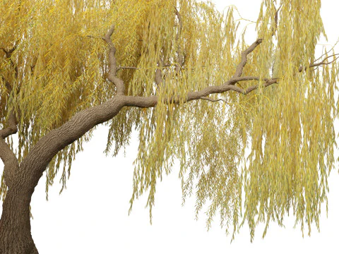 Salix babylonica - Weeping willow 18 3D Model