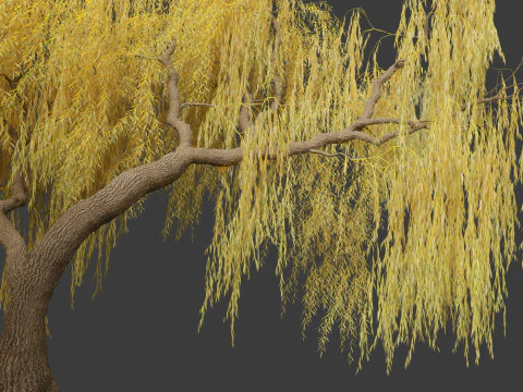 Salix babylonica - Weeping willow 18 3D Model