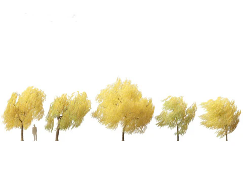 Salix babylonica - Salice piangente 19 Modello 3D