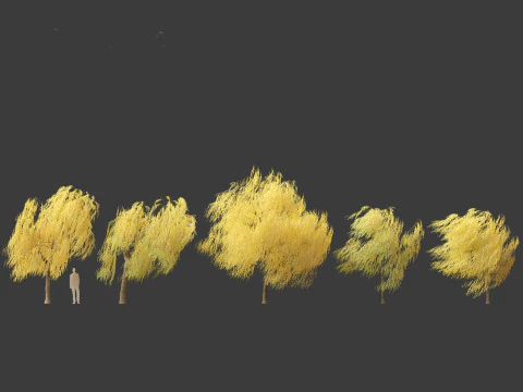 Salix babylonica - Weeping willow 19 3D Model