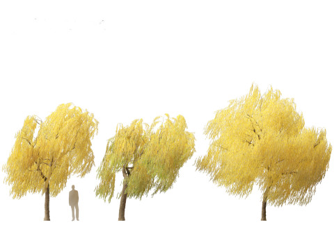 Salix babylonica - Weeping willow 19 3D Model