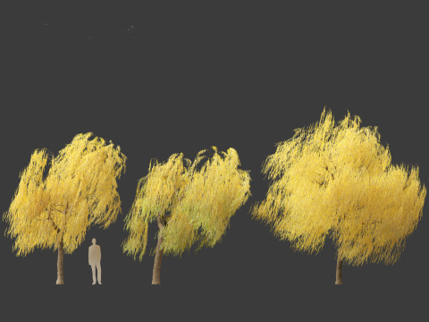 Salix babylonica - Weeping willow 19 3D Model