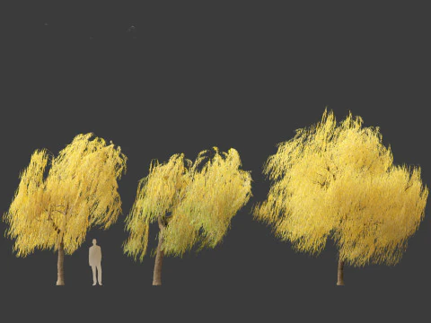 Salix babylonica - Weeping willow 19 3D Model