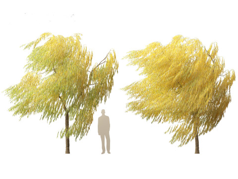 Salix babylonica - Weeping willow 19 3D Model