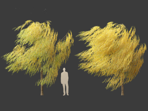 Salix babylonica - Weeping willow 19 3D Model