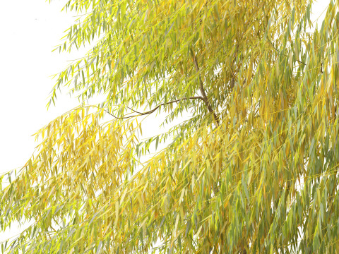 Salix babylonica - Weeping willow 19 3D Model