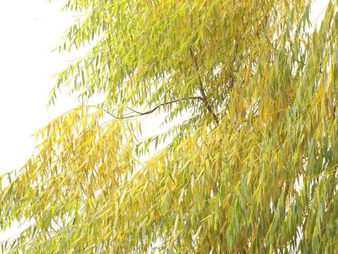 Salix babylonica - Weeping willow 19 3D Model