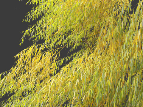 Salix babylonica - Weeping willow 19 3D Model
