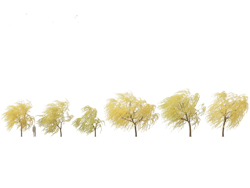Salix babylonica - Weeping willow 20 3D Модель .c4d .max .obj .3ds .fbx .stl .blend 