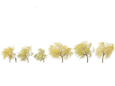 Salix babylonica - Treurwilg 20 3D Model
