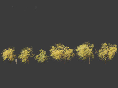 Salix babylonica - Weeping willow 20 3D Модель