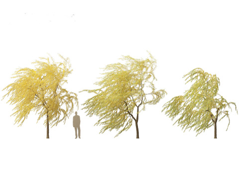 Salix babylonica - Weeping willow 20 3D Модель