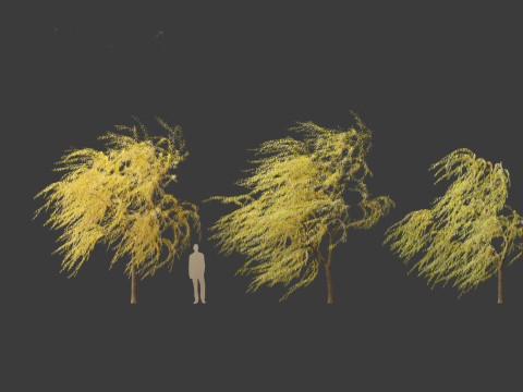 Salix babylonica - Weeping willow 20 3D Модель