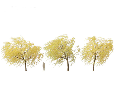 Salix babylonica - Weeping willow 20 3D Модель