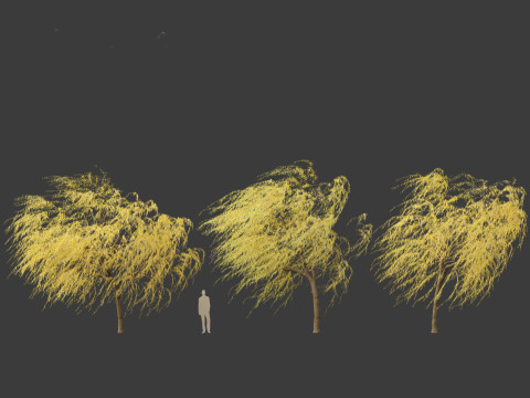 Salix babylonica - Weeping willow 20 3D Модель