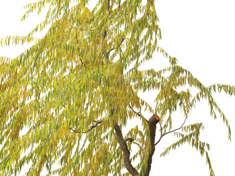 Salix babylonica - Weeping willow 20 3D Модель