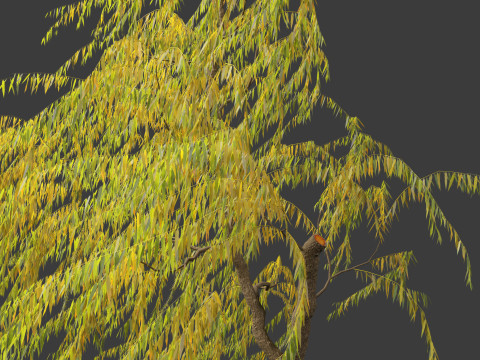 Salix babylonica - Weeping willow 20 3D Модель