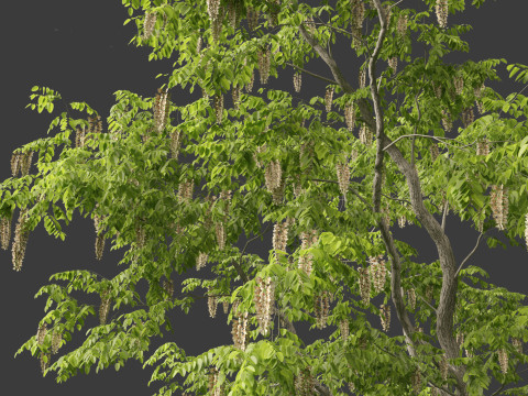 Robinia pseudoacacia - Black locust 01 3D 模型
