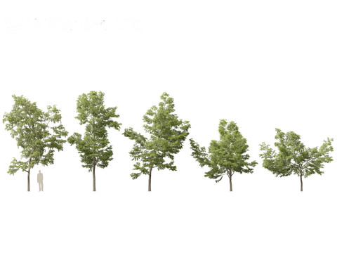 Robinia pseudoacacia - Black locust 01 3D Model