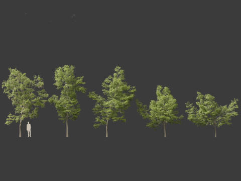Robinia pseudoacacia - Black locust 01 3D 模型