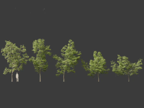Robinia pseudoacacia - Siyah akasya 01 3D Model