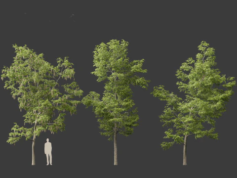 Robinia pseudoacacia - Siyah akasya 01 3D Model