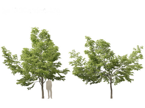 Robinia pseudoacacia - Black locust 01 3D 模型