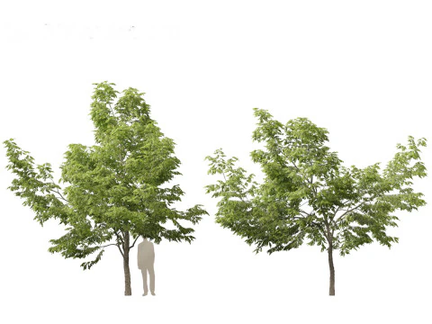Robinia pseudoacacia - Siyah akasya 01 3D Model