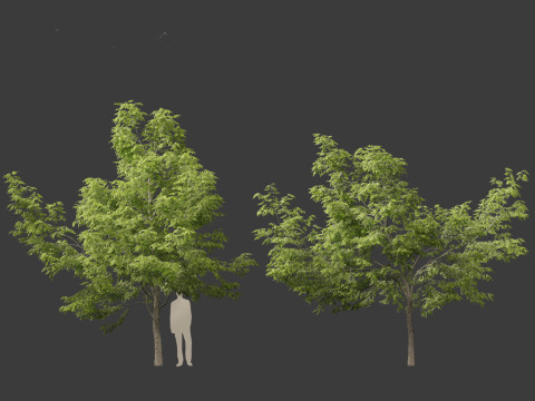 Robinia pseudoacacia - Black locust 01 3D 模型