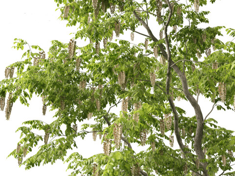 Robinia pseudoacacia - Black locust 01 3D 模型
