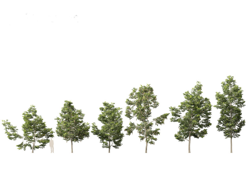 Robinia pseudoacacia - Black locust 02 3D Model .c4d .max .obj .3ds .fbx .stl .blend 