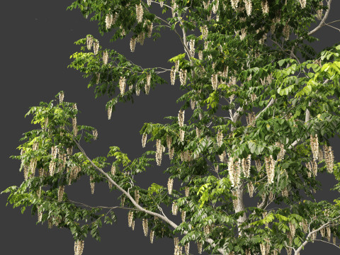 Robinia pseudoacacia - Black locust 02 3D Model