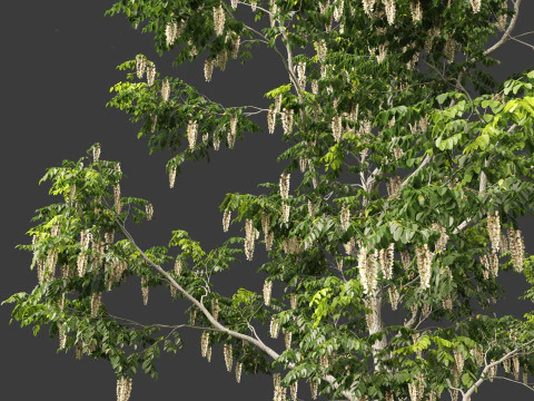 Robinia pseudoacacia - Black locust 02 3D Model