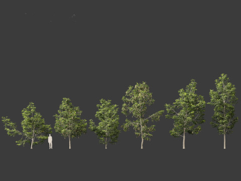 Robinia pseudoacacia - Black locust 02 3D Model