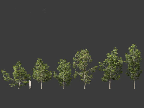 Robinia pseudoacacia - Black locust 02 3D Model