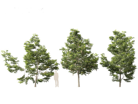 Robinia pseudoacacia - Black locust 02 3D Model