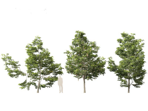 Robinia pseudoacacia - Black locust 02 3D Model