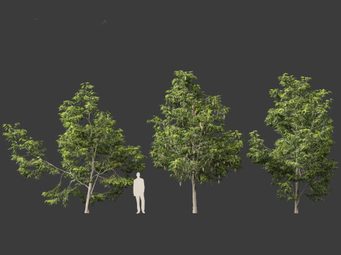 Robinia pseudoacacia - Black locust 02 3D Model