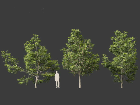 Robinia pseudoacacia - Black locust 02 3D Model