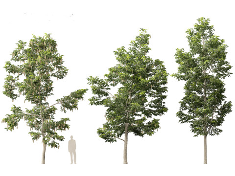 Robinia pseudoacacia - Black locust 02 3D Model