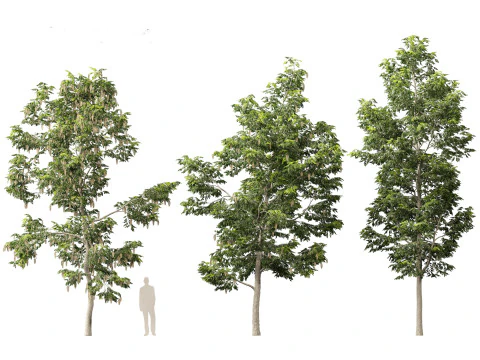 Robinia pseudoacacia - Black locust 02 3D Model