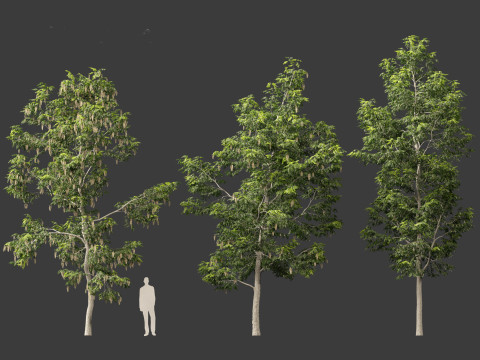 Robinia pseudoacacia - Black locust 02 3D Model